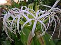 Grand Crinum Lily